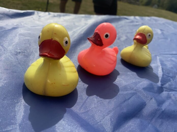 DuckCover Large Ducks