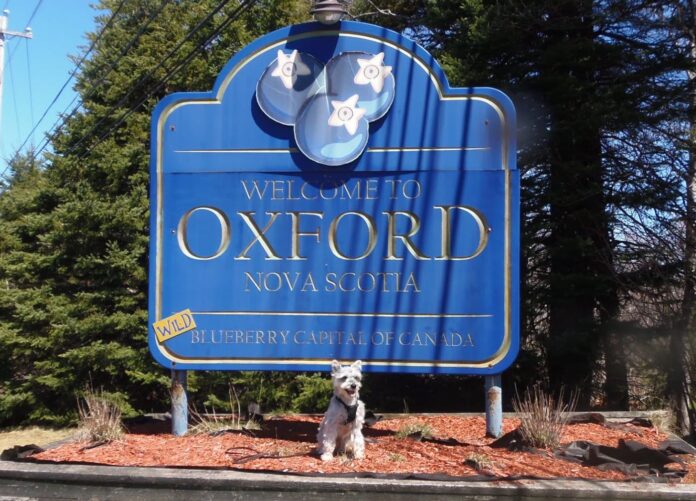 Oxford Moo