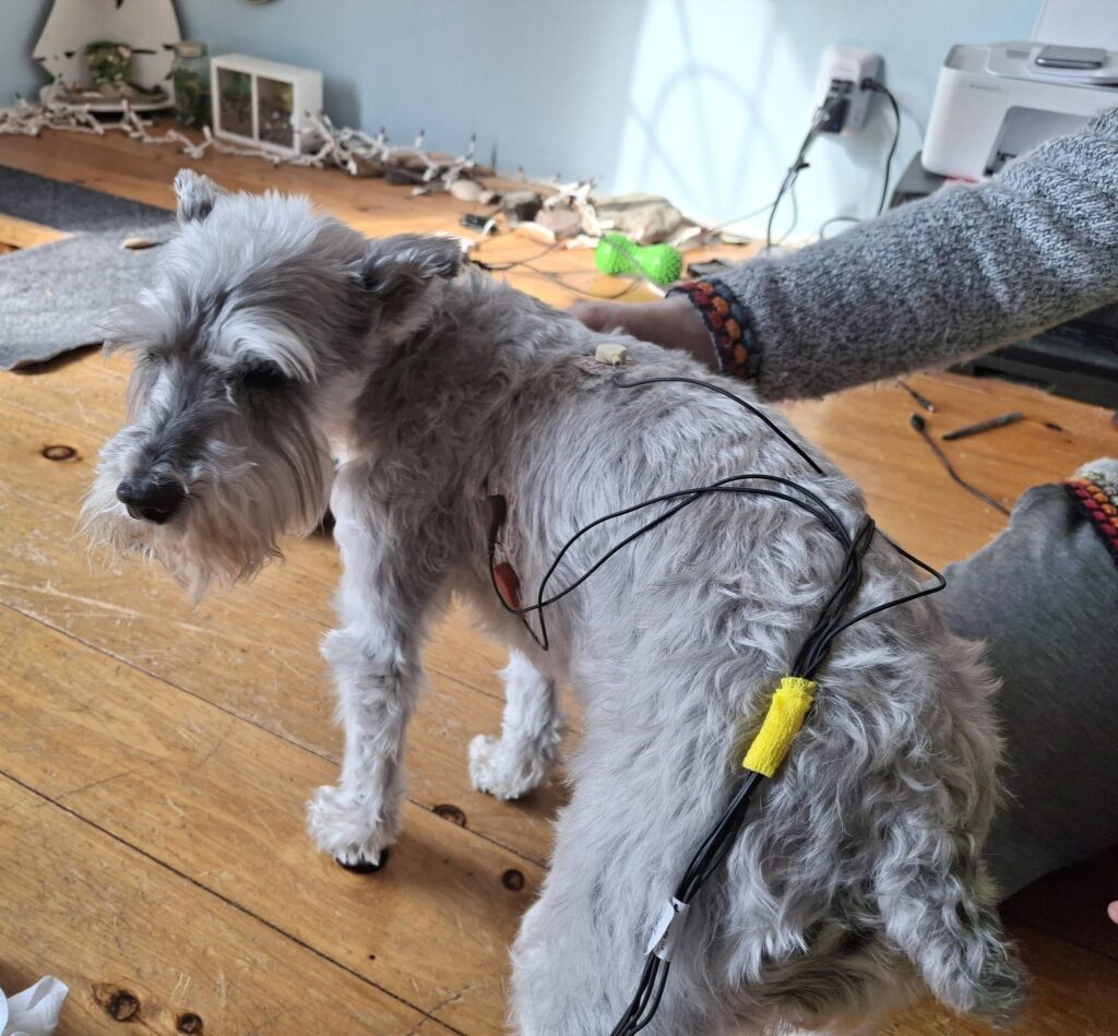 Moo wired up for an EKG